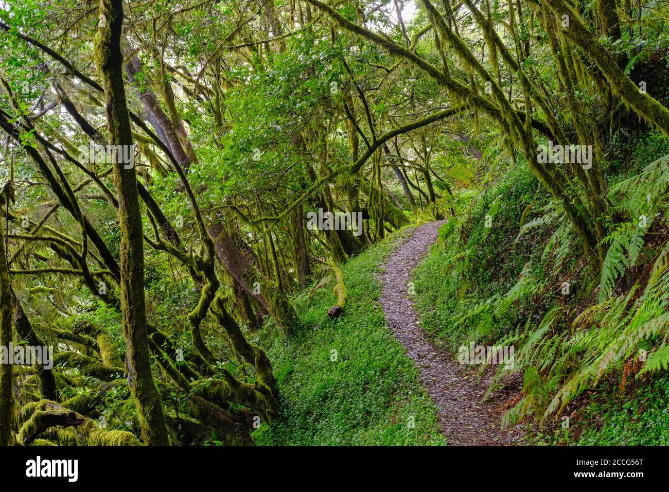 Sentier forestier dans la forêt nuageuse à El Cedro, Parc national de Garajonay, la Gomera, Îles Canaries, Espagne Banque D'Images