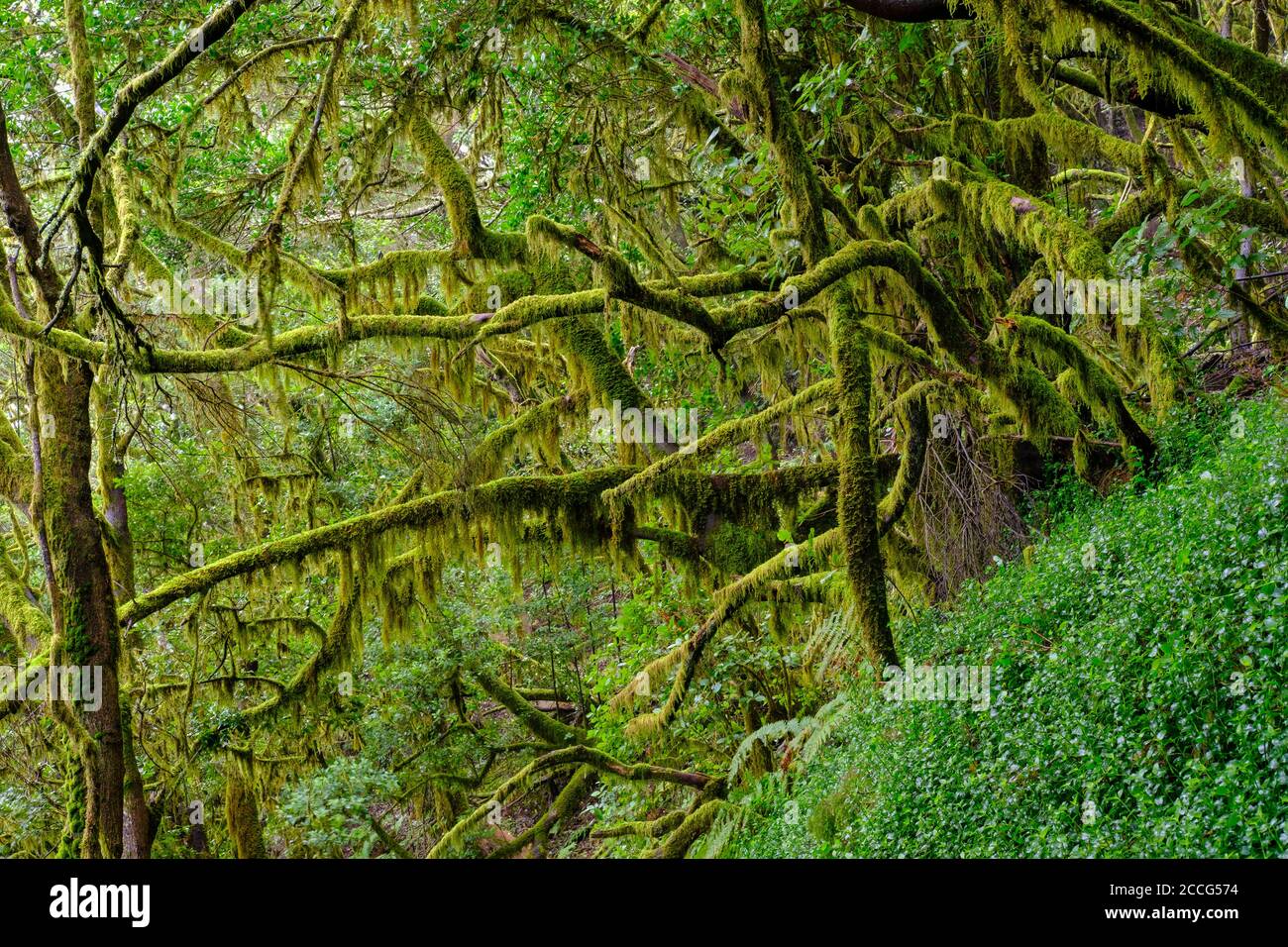 Arbres mousés dans la forêt nuageuse d'El Cedro, parc national de Garajonay, la Gomera, îles Canaries, Espagne Banque D'Images