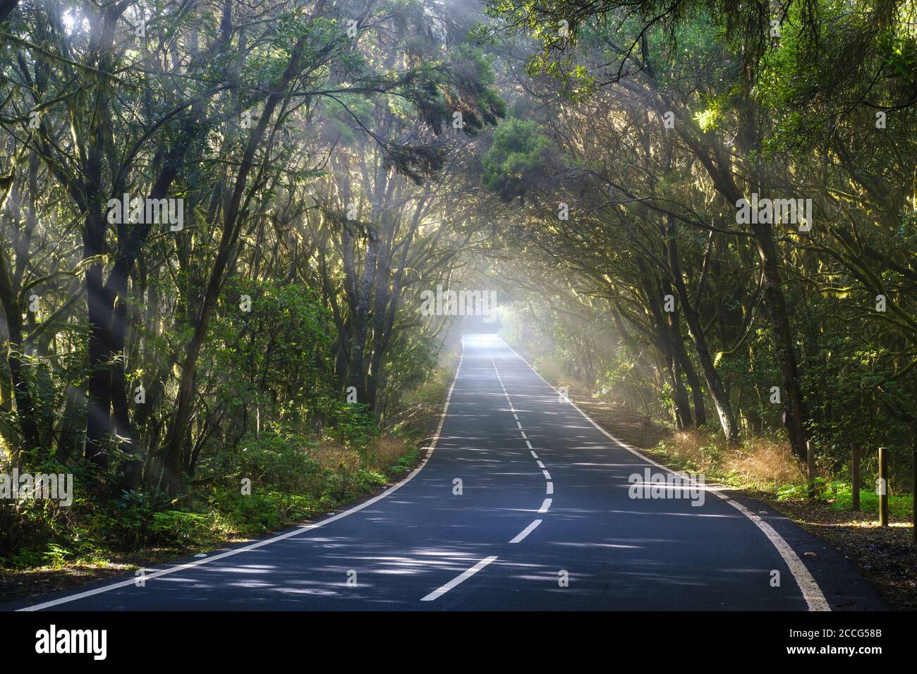 Route dans la forêt nuageuse, parc national de Garajonay, la Gomera, îles Canaries, Espagne Banque D'Images