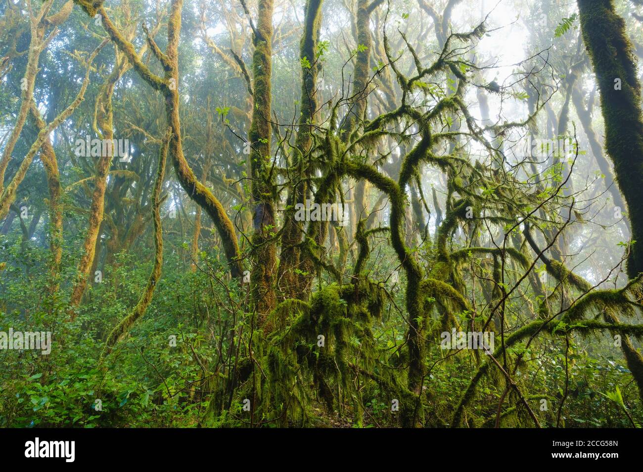 Arbres de mousses dans la forêt nuageuse, parc national de Garajonay, la Gomera, îles Canaries, Espagne Banque D'Images