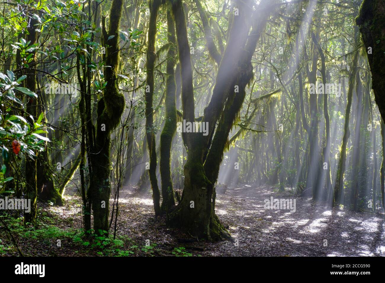 Rayons de soleil dans le brouillard, chemin forestier dans la forêt nuageuse, parc national de Garajonay, la Gomera, îles Canaries, Espagne Banque D'Images