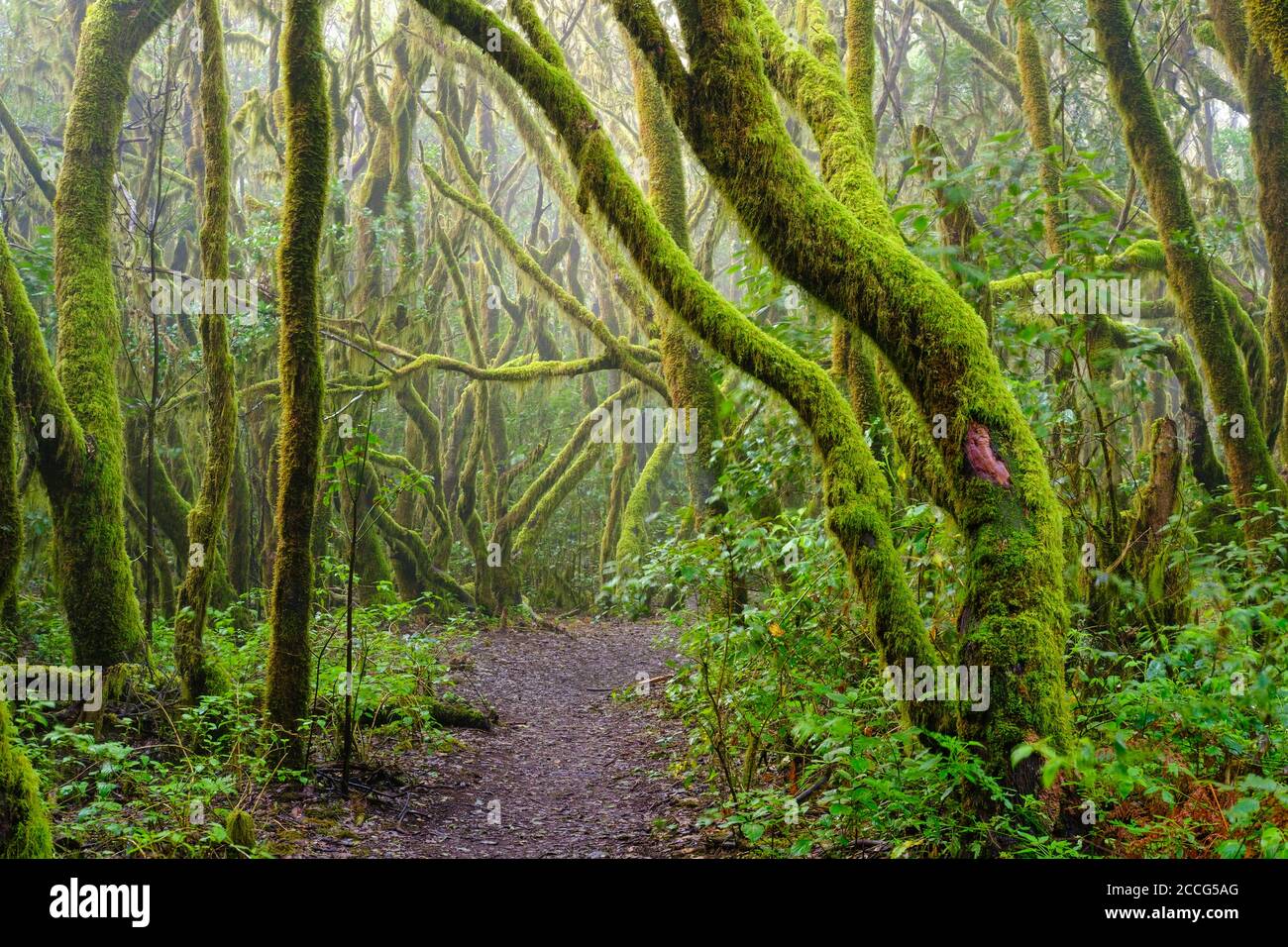 Sentier forestier et arbres de mousses dans la forêt nuageuse, parc national de Garajonay, la Gomera, îles Canaries, Espagne Banque D'Images