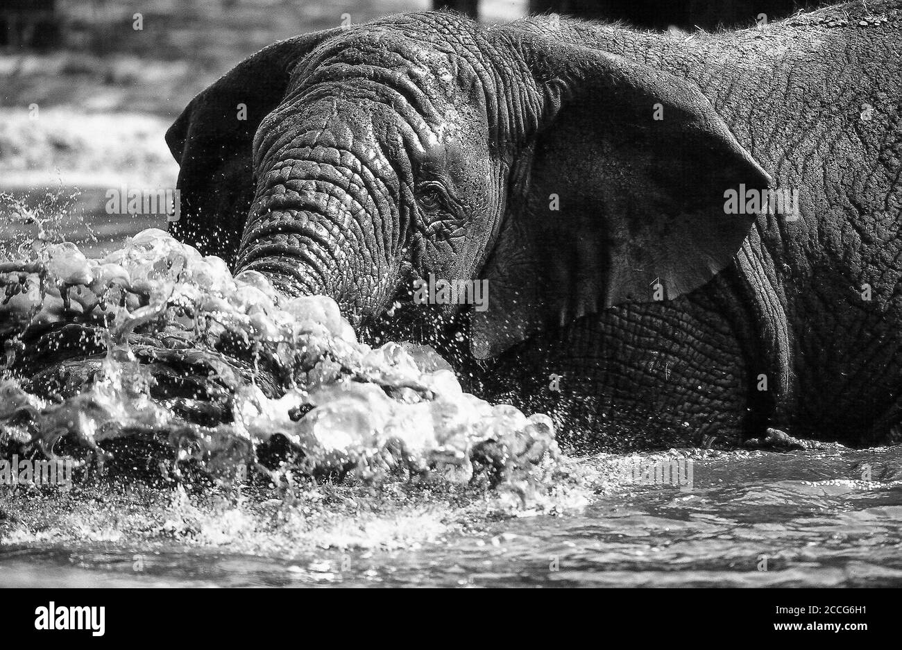 Éléphant d'Afrique (Loxodonta africana) dans la rivière, Kenya Eléphant d'Afrique - en rivière Banque D'Images