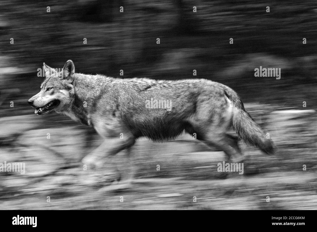 Loup gris européen (Canis lupus), course à pied, flou de mouvement Banque D'Images