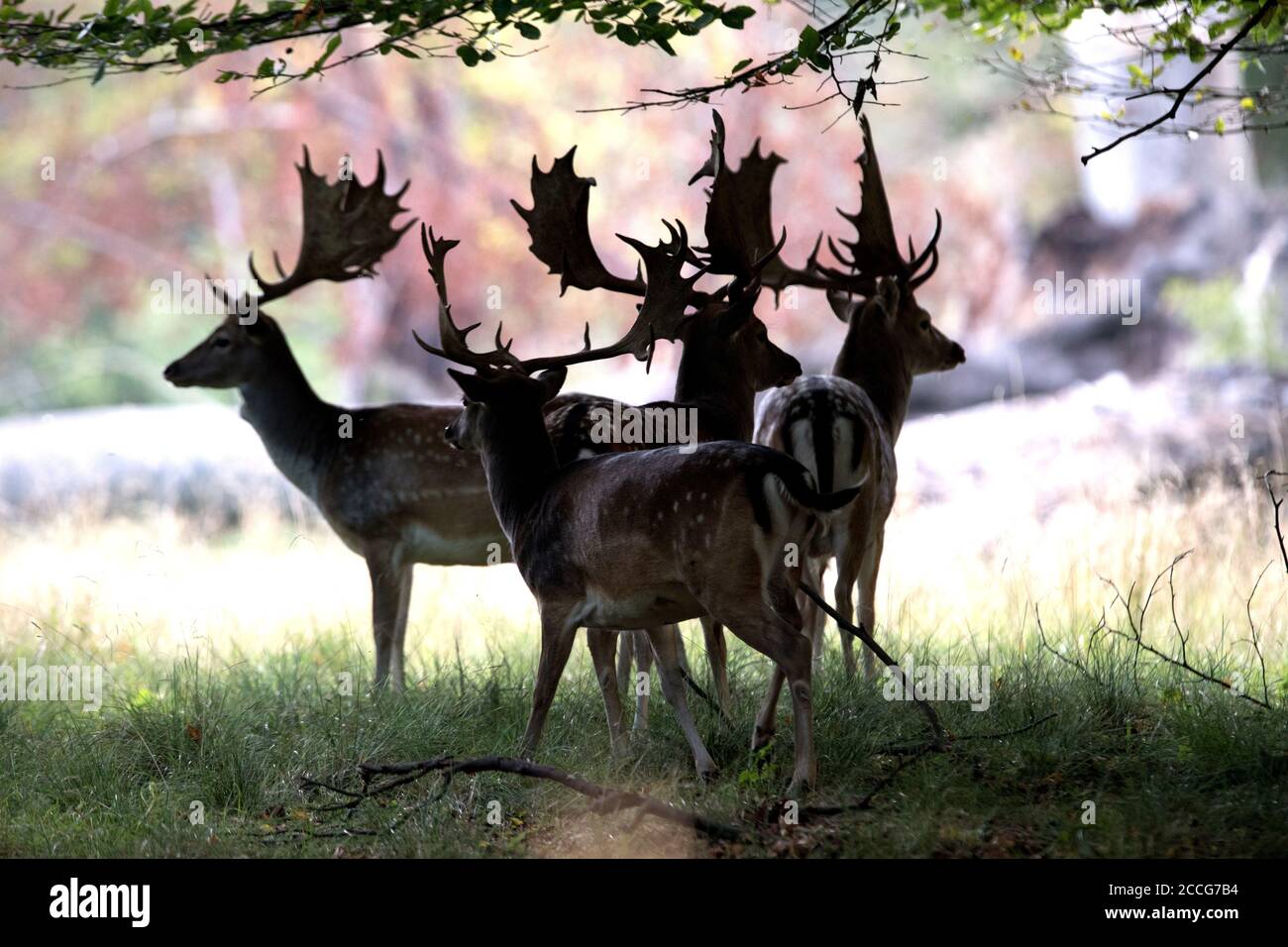 Cerf en jachère en automne Banque D'Images