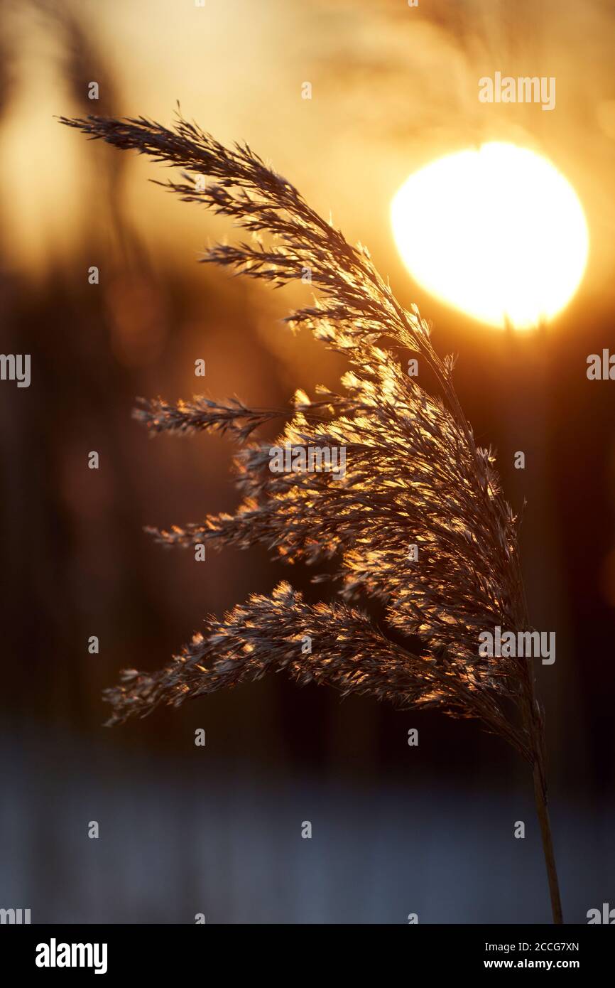 Europe, Allemagne, Basse-Saxe, Otterndorf. Dans la lumière dorée du soir, le roseau bascule dans le vent frais. Banque D'Images