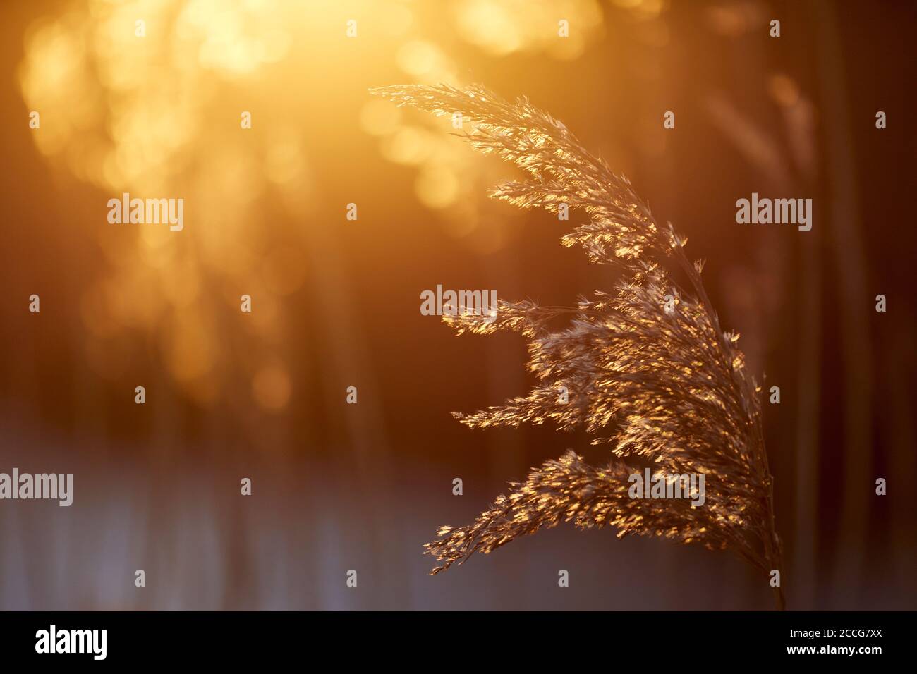 Europe, Allemagne, Basse-Saxe, Otterndorf. Dans la lumière dorée du soir, le roseau bascule dans le vent frais. Banque D'Images