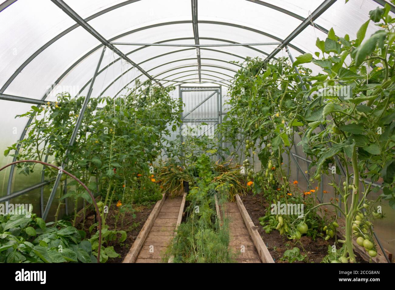 Vue sur la serre dans laquelle les tomates poussent dans le Village russe Banque D'Images