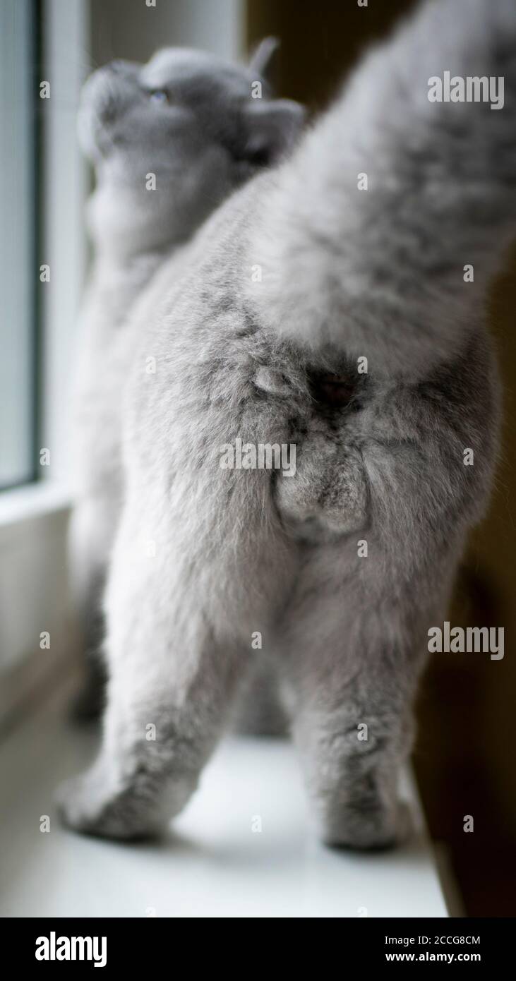 Vue Arriere D Un Chat Reproducteur Britannique De Shorthair Non Castre Avec Des Testicules Moelleux Sur Le Rebord De La Fenetre Photo Stock Alamy