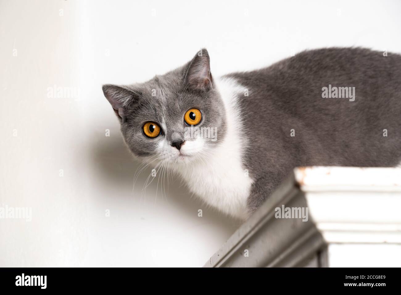 Chat De Placard Banque D Image Et Photos Alamy