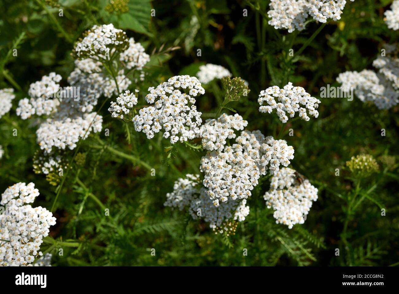 Achillea millefolium fleurs blanches gros plan Banque D'Images