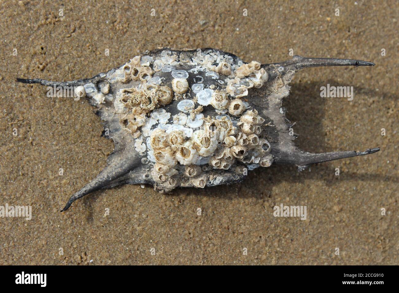Mermaids Purse de Thornback Ray Raja clavate couvert dans les Barnacles Banque D'Images