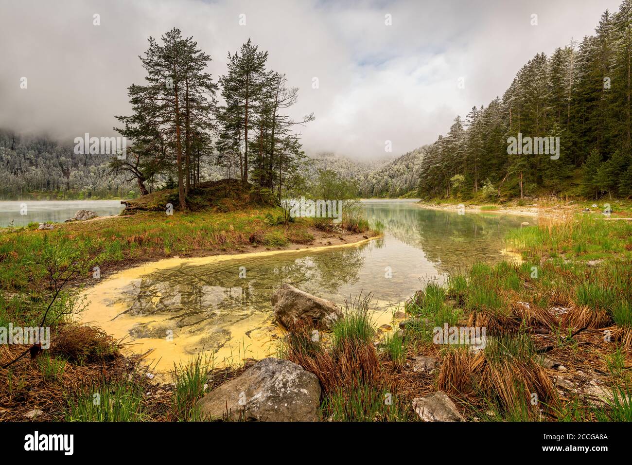 Ressort à l'Eibsee au-dessous du Zugspitze. Pollen jaune dérive dans l'eau et devient jaune, dans le fond une petite péninsule avec des arbres, le o Banque D'Images