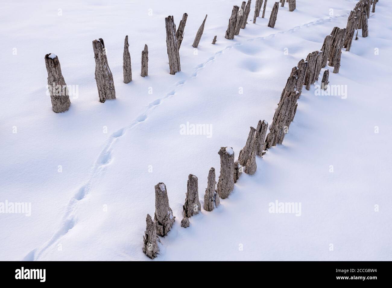 Planches en bois provenant d'une ancienne ferme piscicole sur le Zwergern péninsule sur le lac Walchensee avec des pistes de renard dans la neige Banque D'Images