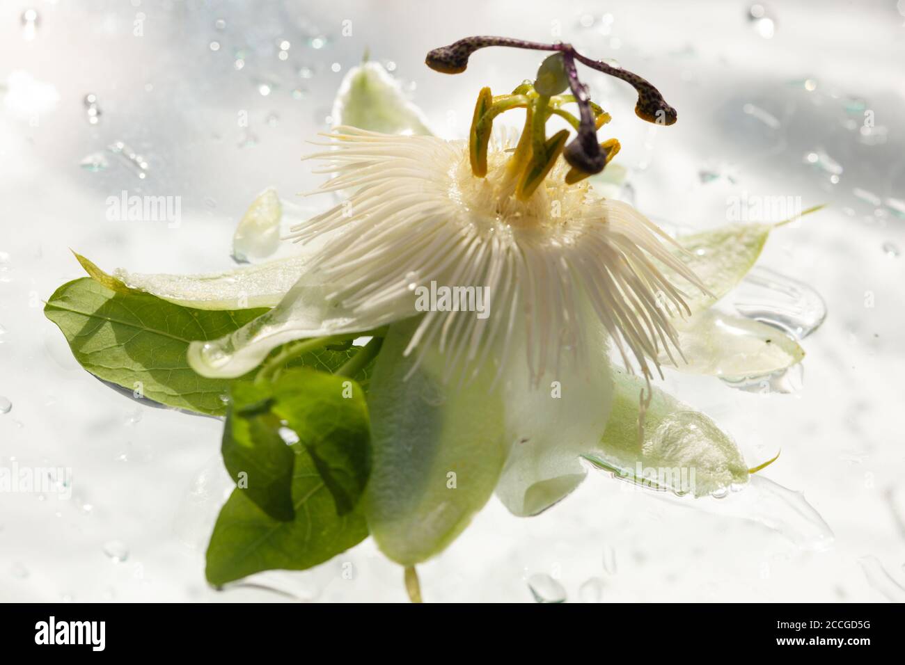 STILL Life / concept / éléments naturels / nature / santé & Beauté / Beaux-Arts - Passiflora caerulea humide / Passionflower sur fond blanc Banque D'Images
