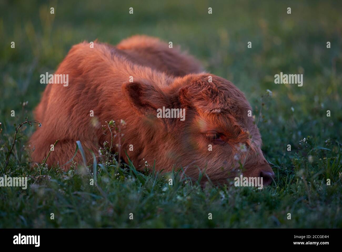 Europe, Allemagne, Basse-Saxe, Otterndorf. Le taureau vieux de quatre semaines d'un troupeau de bovins écossais des hautes terres se trouve dans l'herbe au crépuscule. Banque D'Images