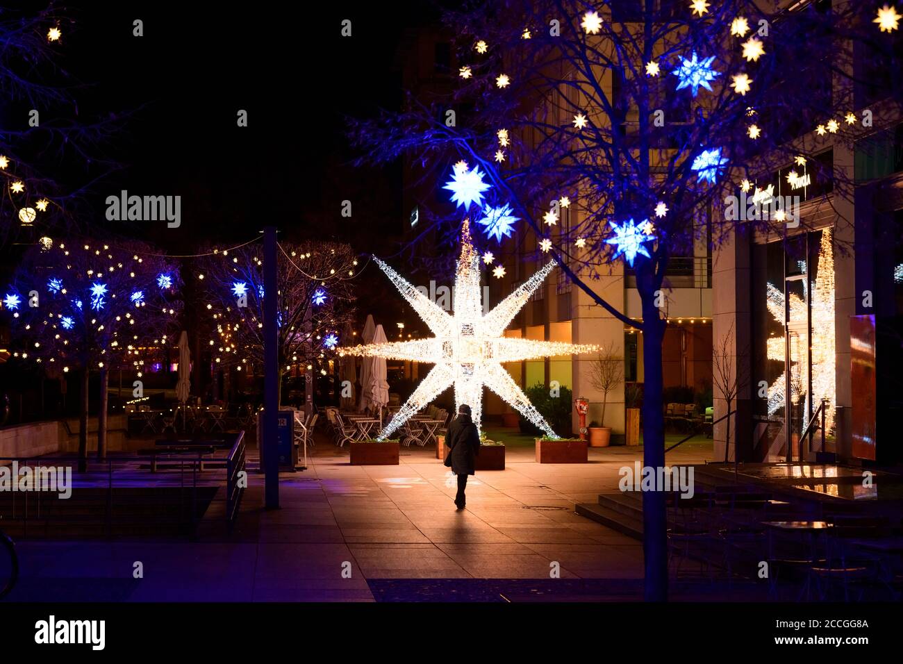 Allemagne, Berlin, poinsettia sur Sankt-Wolfgang-Strasse. Banque D'Images