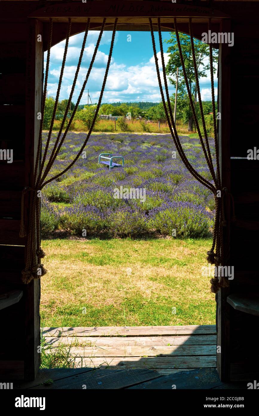 Vue à travers la fenêtre sur une campagne avec un champ de lavande, vertical Banque D'Images
