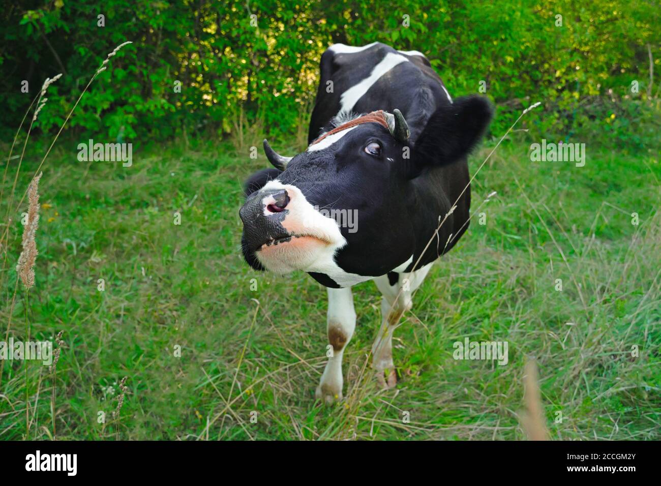 vache à pois noir et blanc effrayée regardant l'appareil photo. Vache paître dans un pâturage vert Banque D'Images