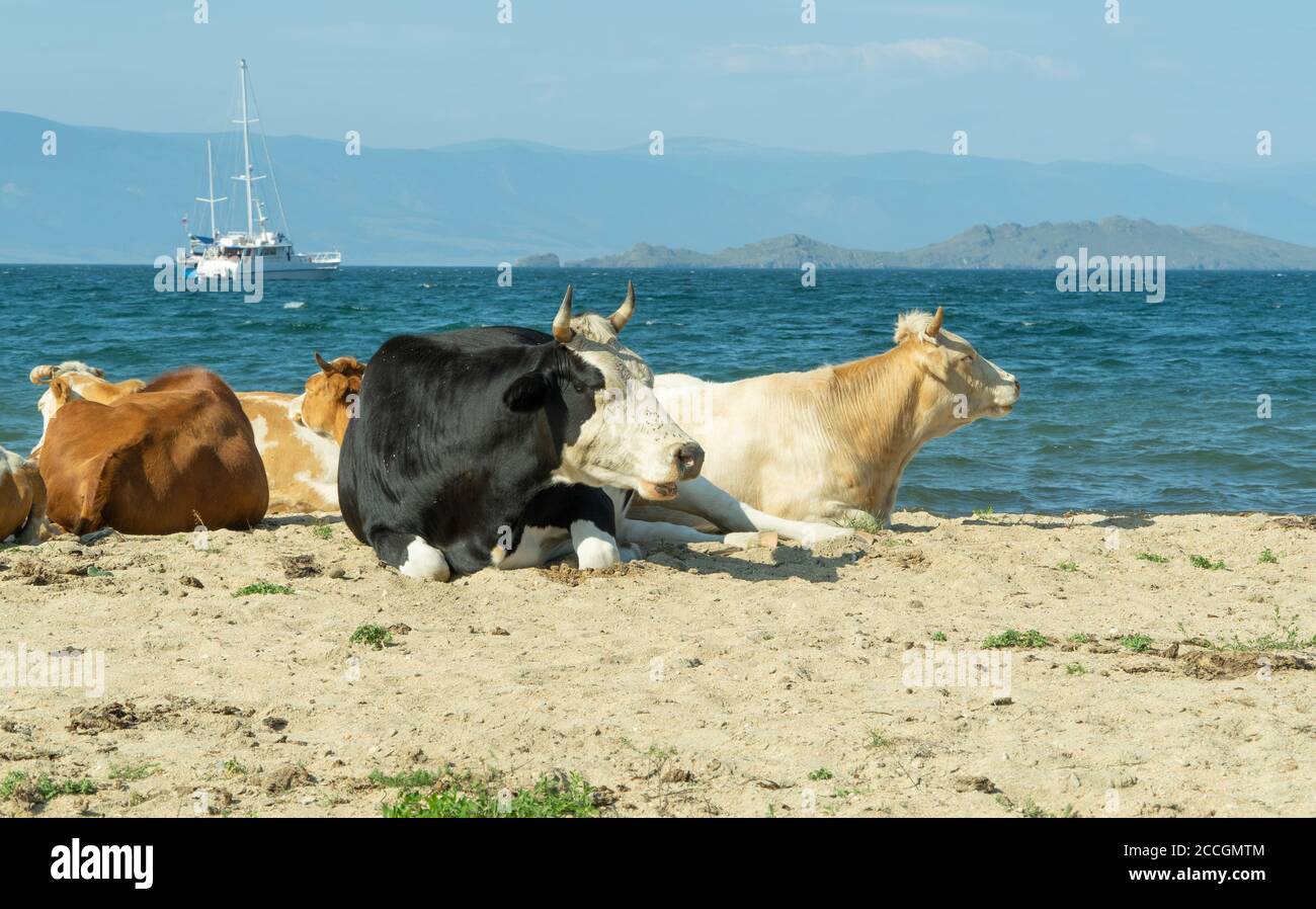 les vaches se trouvent sur une plage de sable, les animaux se prélassent au soleil. Bétail sur la côte de mer. Magnifique fond de nature Banque D'Images