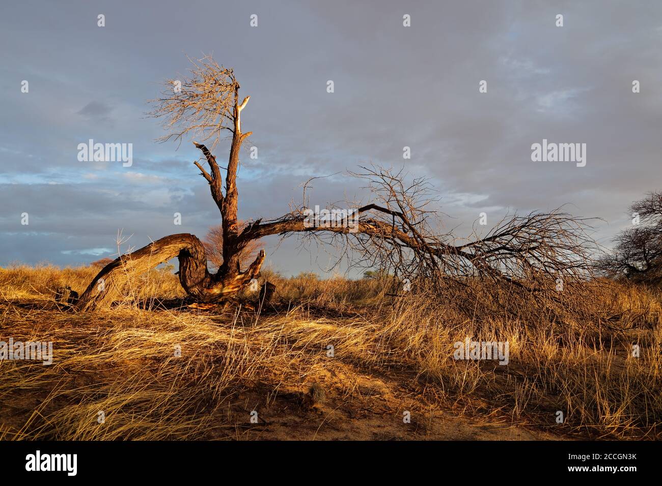 Paysage pittoresque avec un arbre mort au coucher du soleil, désert de Kalahari, Afrique du Sud Banque D'Images