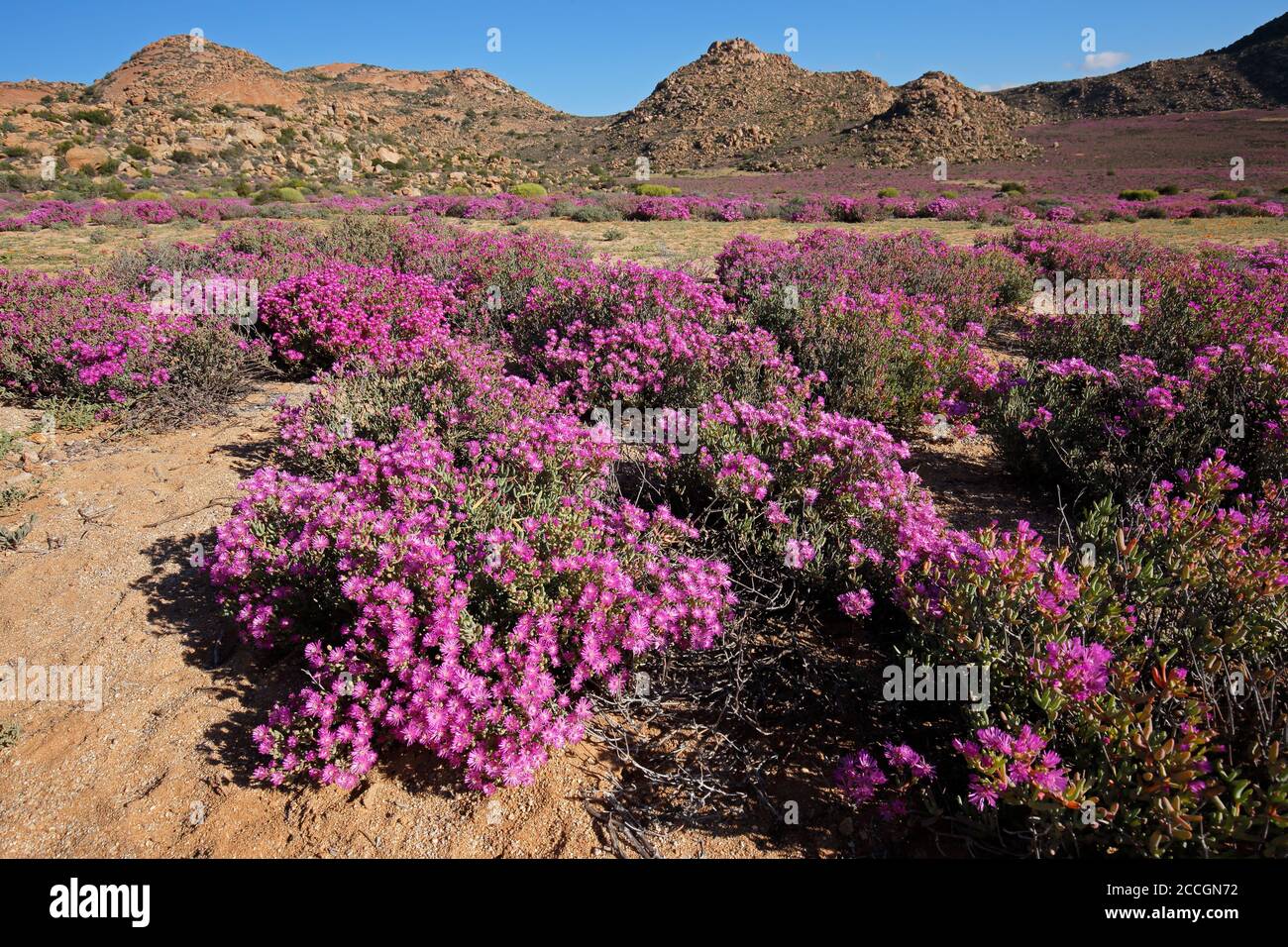 Fleurs sauvages aux couleurs vives dans le paysage aride de Namaqualand, Cap Nord, Afrique du Sud Banque D'Images