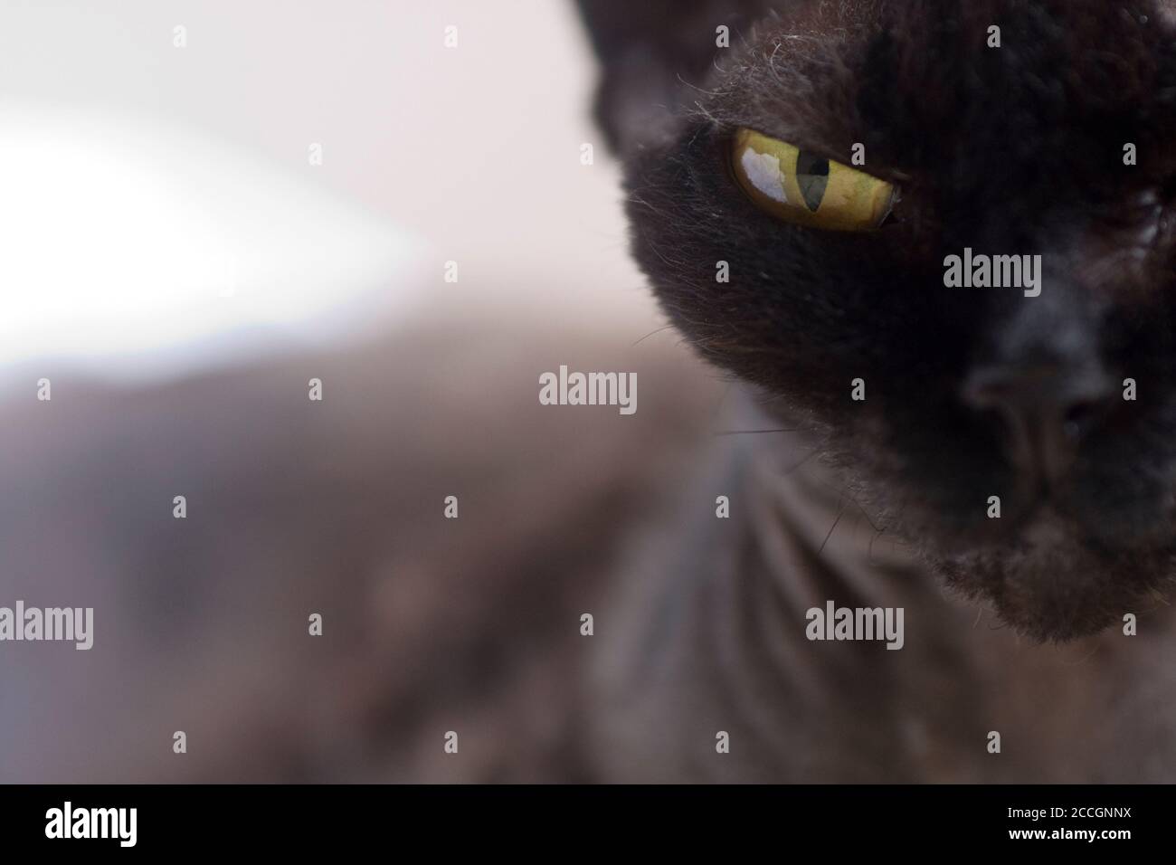 Un chat Devon Rex noir majestueux se fixe directement à l'appareil photo avec détermination Banque D'Images