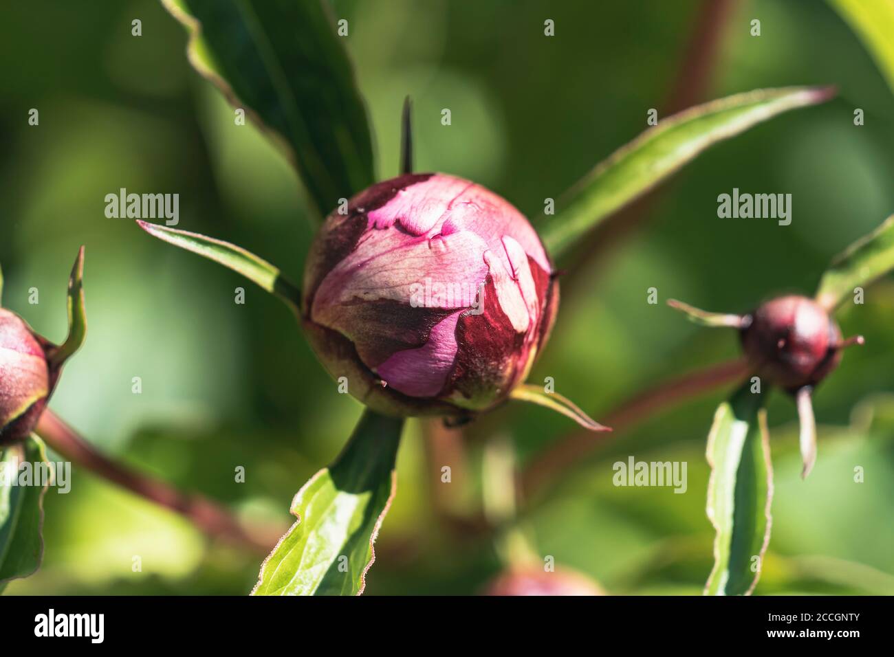 Peony, Buds, Paeonia, Allemagne, Europe Banque D'Images