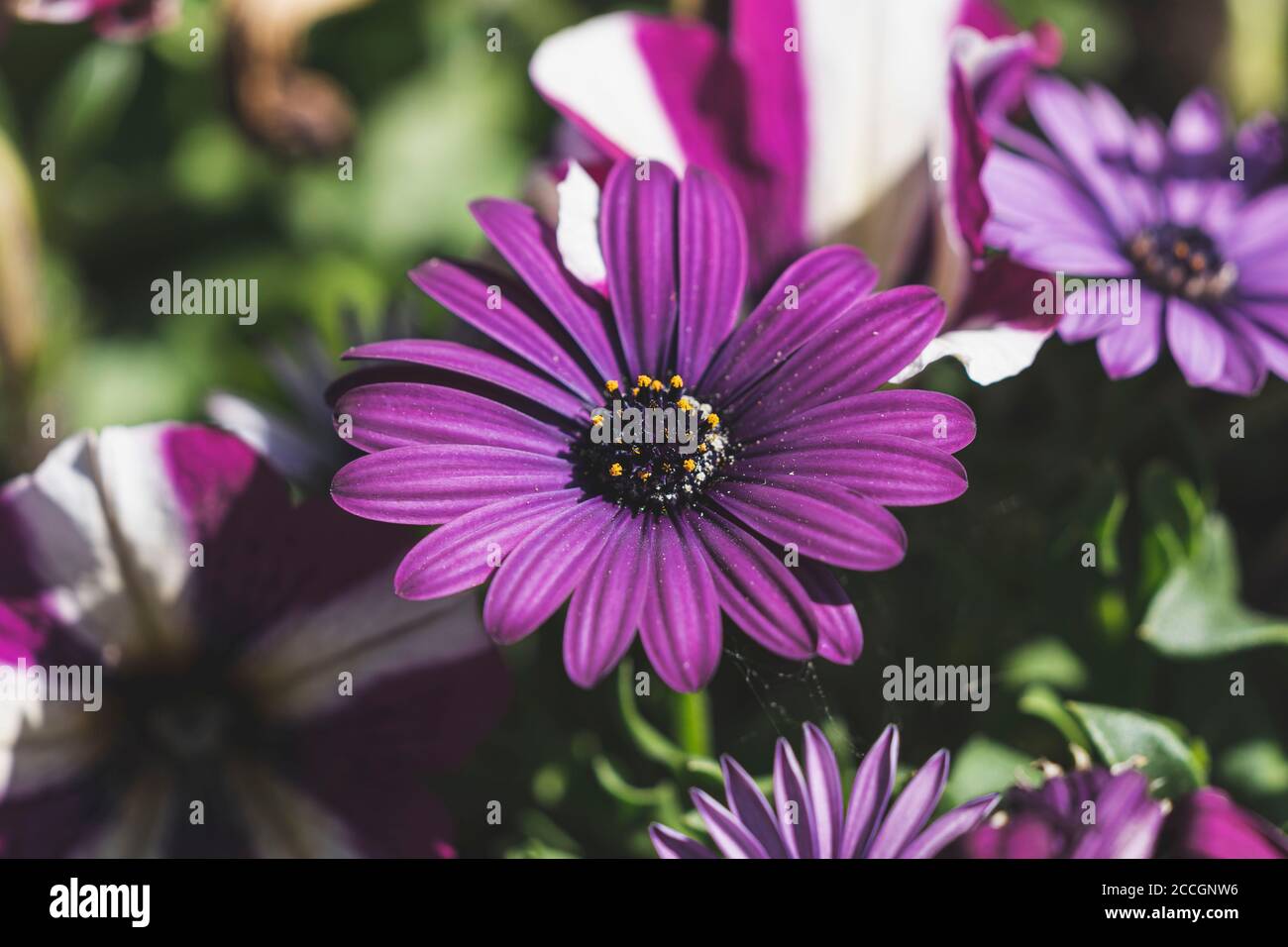 Fleur pourpre, cape Marguerite ou Marguerite africaine (Osteospermum), fleur, jardin Banque D'Images