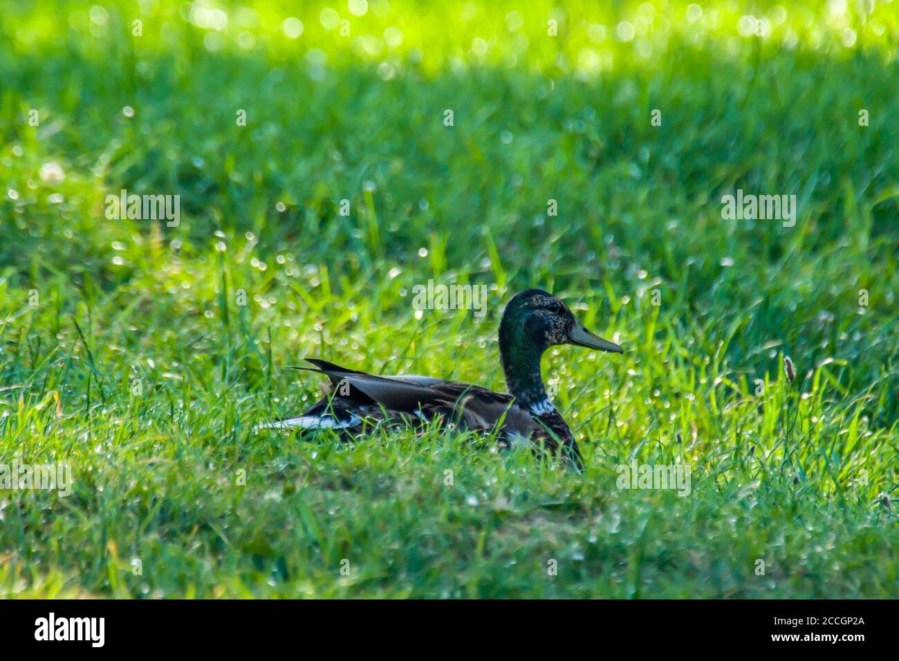 mallard dans le parc du lac vert en été Banque D'Images