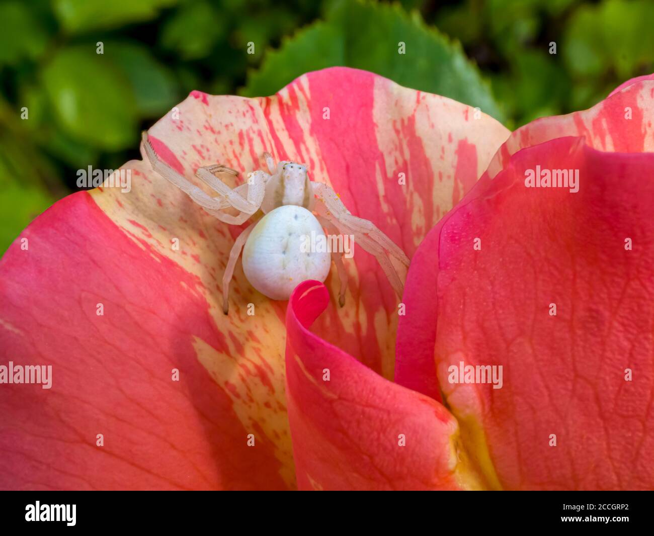 Araignée de crabe d'or (Misumena vatia) sur fleur rose, Rose (Rosaceae), Hesse, Allemagne, Europe Banque D'Images