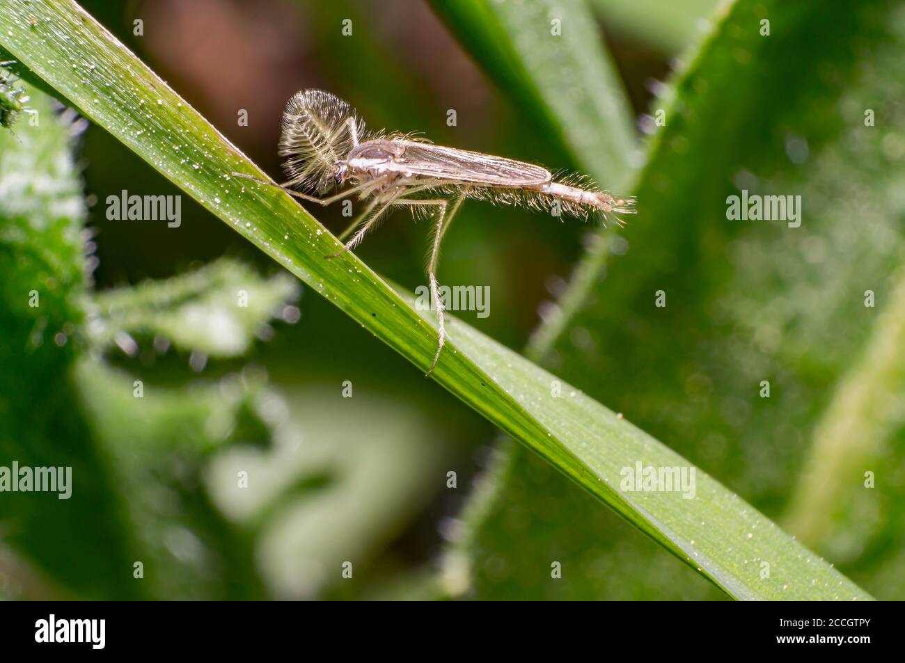 insecte rare dans la nature saison d'été Banque D'Images