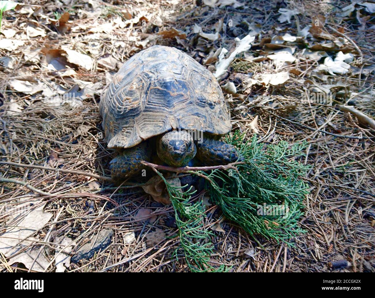 Tortue Banque D'Images