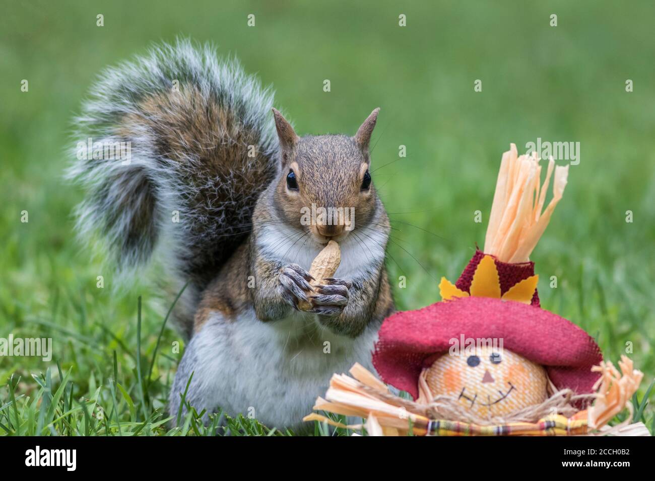 Écureuil gris de l'est, Sciurus carolinensis, sur le point de manger une arachide à côté d'une arnaque pour l'automne Banque D'Images