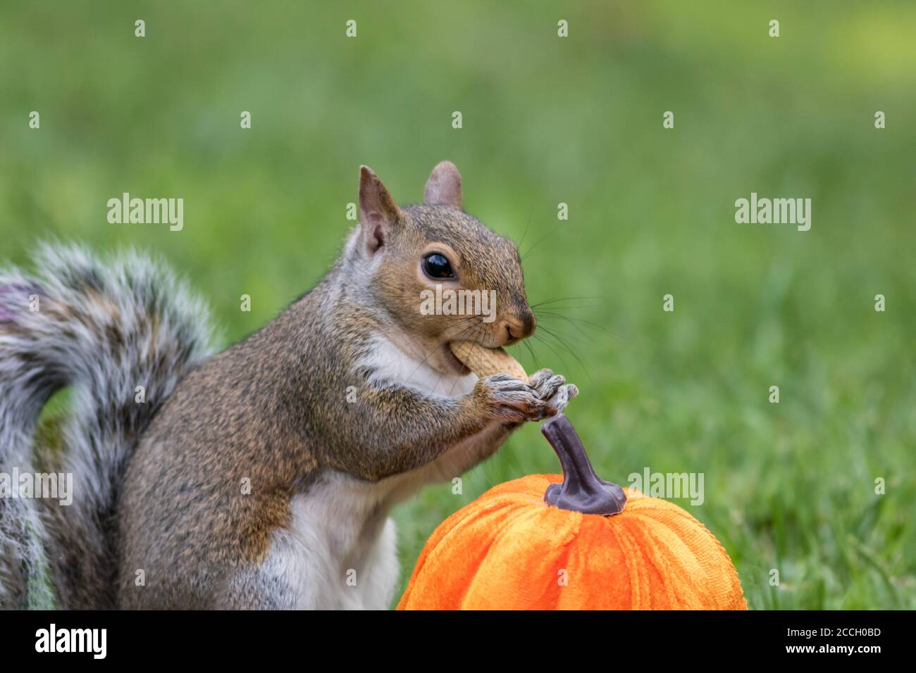Écureuil gris de l'est, Sciurus carolinensis, sur le point de manger une arachide à côté d'une citrouille pour l'automne Banque D'Images