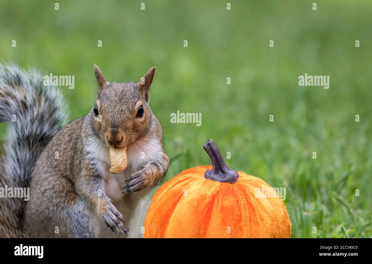Écureuil gris de l'est, Sciurus carolinensis, sur le point de manger une arachide à côté d'une citrouille pour l'automne Banque D'Images Écureuil gris de l'est, Sciurus carolinensis, sur le point de manger une arachide à côté d'une citrouille pour l'automne Banque D'Images