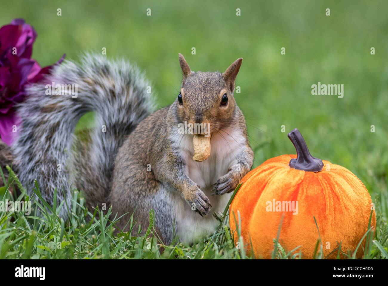 Écureuil gris de l'est, Sciurus carolinensis, sur le point de manger une arachide à côté d'une citrouille pour l'automne Banque D'Images Écureuil gris de l'est, Sciurus carolinensis, sur le point de manger une arachide à côté d'une citrouille pour l'automne Banque D'Images