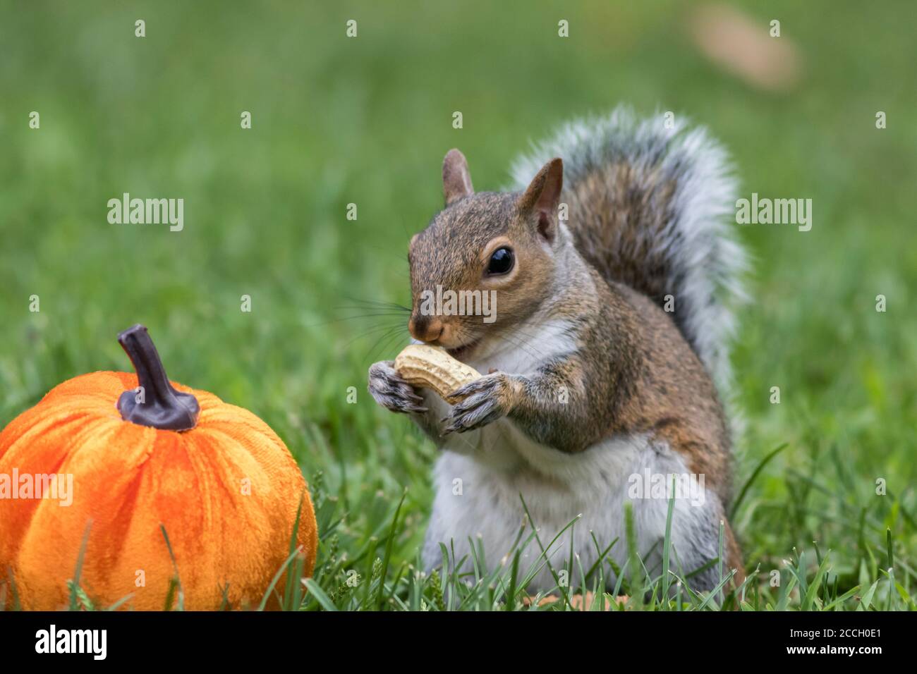 Écureuil gris de l'est, Sciurus carolinensis, sur le point de manger une arachide à côté d'une citrouille pour l'automne Banque D'Images Écureuil gris de l'est, Sciurus carolinensis, sur le point de manger une arachide à côté d'une citrouille pour l'automne Banque D'Images