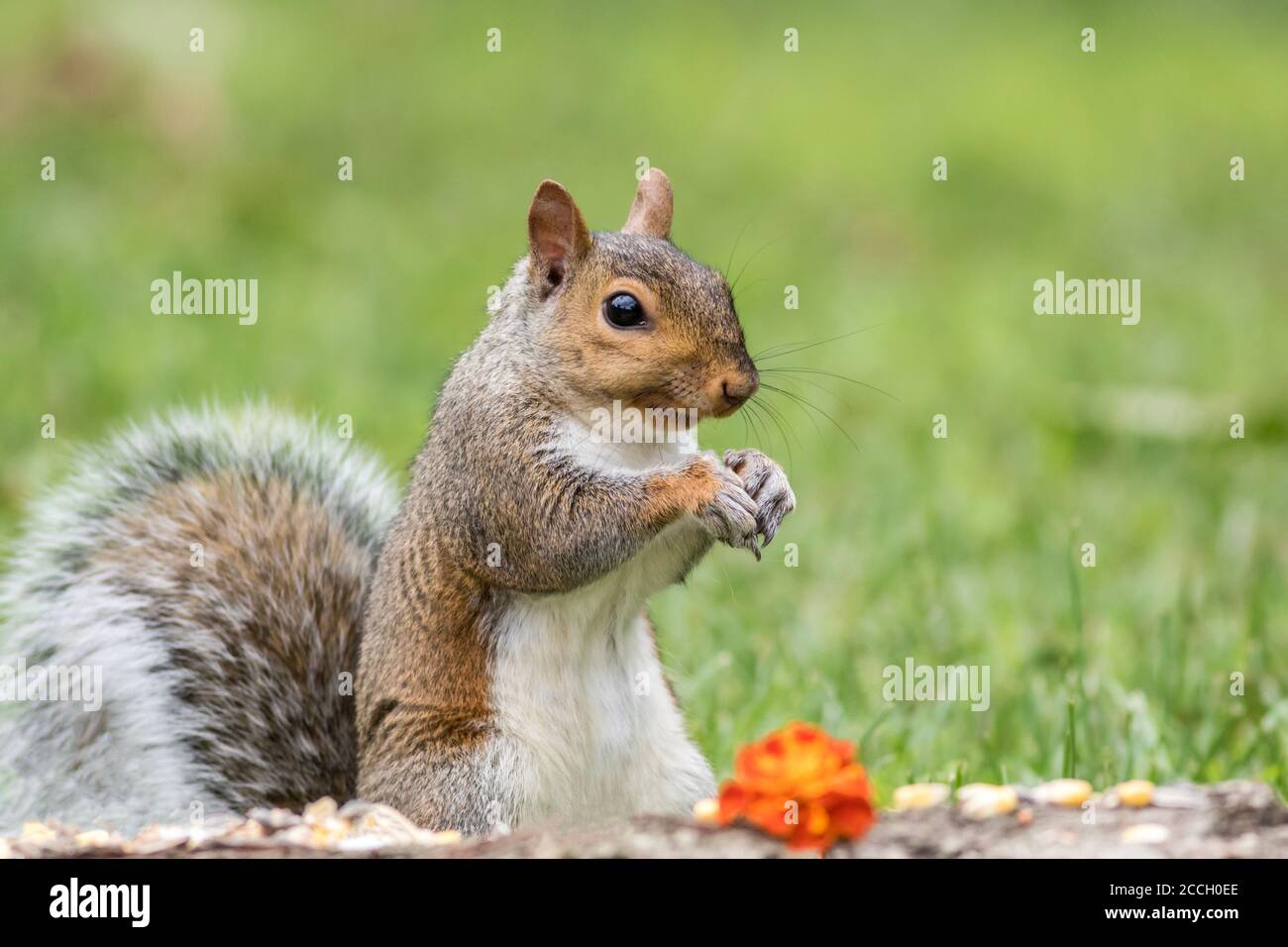 L'écureuil gris de l'est, Sciurus carolinensis, pose près des fleurs de marigold orange pour l'automne Banque D'Images L'écureuil gris de l'est, Sciurus carolinensis, pose près des fleurs de marigold orange pour l'automne Banque D'Images