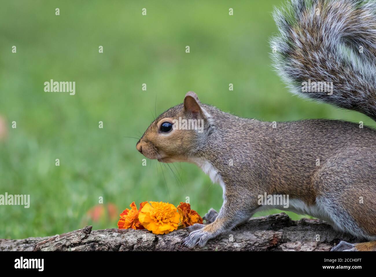 L'écureuil gris de l'est, Sciurus carolinensis, pose près des fleurs de marigold orange pour l'automne Banque D'Images L'écureuil gris de l'est, Sciurus carolinensis, pose près des fleurs de marigold orange pour l'automne Banque D'Images