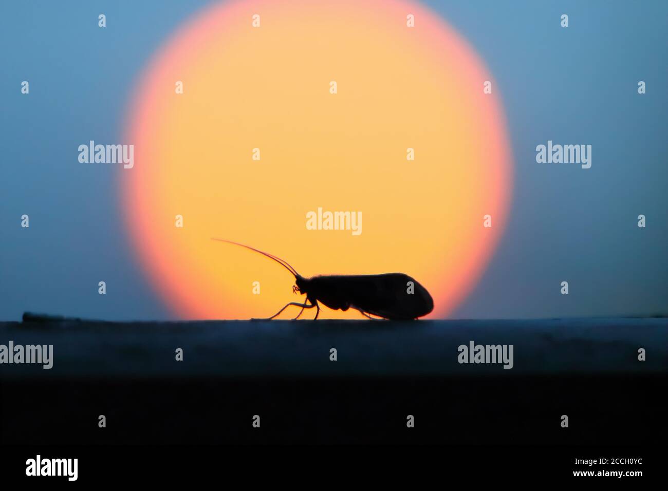 Silhouette d'un papillon contre le clair de lune en été Soirée dans le centre de la Norvège Banque D'Images