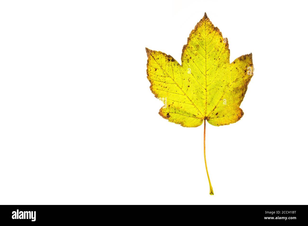 Une feuille d'automne isolée avec un fond blanc Banque D'Images