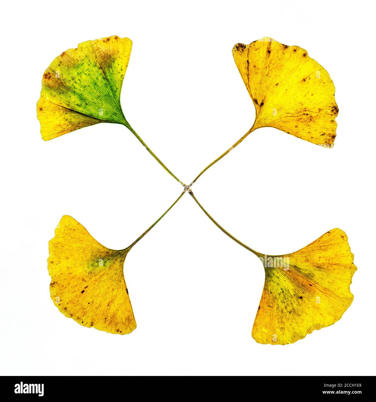 Pour les feuilles d'automne isolées sur fond blanc Banque D'Images