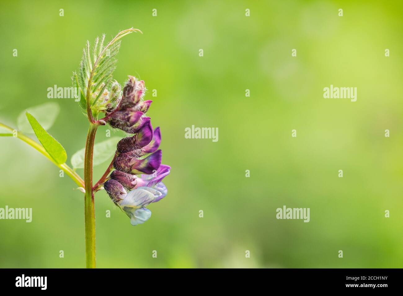 Fetch aux oiseaux violets, Canada Pea, fetch touffeté, fleur de fetch aux truies (Vicia cracca) avec fond de bokeh Banque D'Images