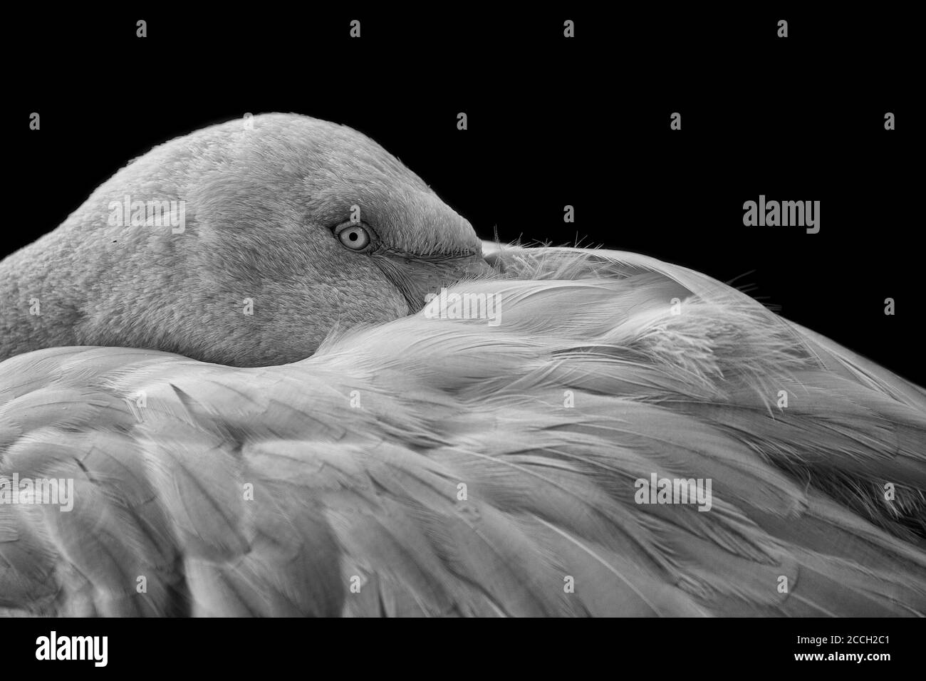 Gros plan sur le flamant avec un fond noir Banque D'Images