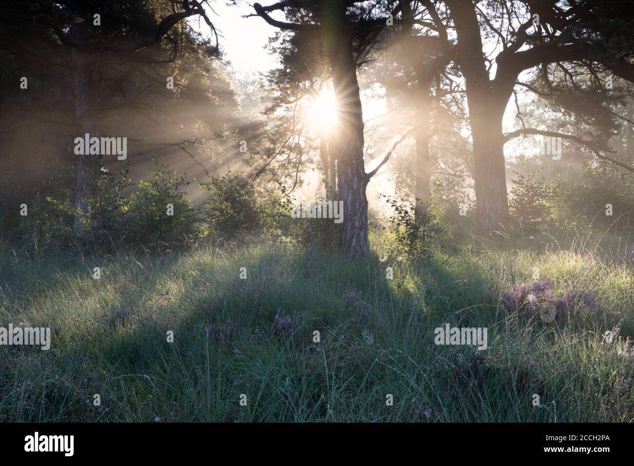 beau lever de soleil brumeux dans la forêt avec des fleurs de bruyère Banque D'Images