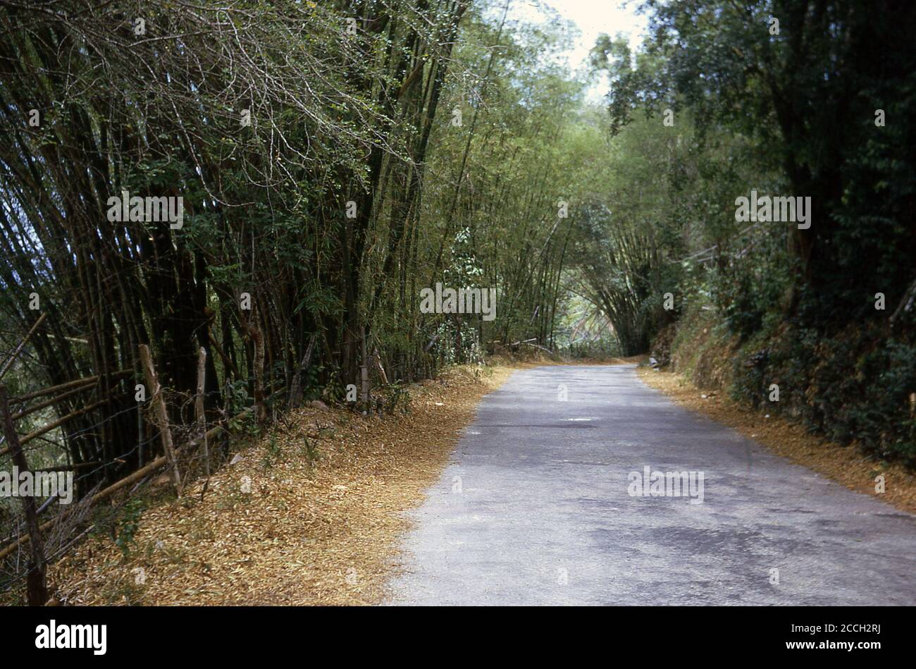 Bambou 'arbres' à côté d'une route de campagne à flanc de colline, Jamaïque, 1970. Bien que le bambou soit techniquement une 'herbe', les plus grands sont très d'apparence d'arbre et peuvent croître en hauteur jusqu'à 40 mètres. Le bambou est un matériau de construction très léger mais est trois fois plus fort que le bois et a une plus grande résistance à la traction que l'acier. Une culture durable, qui prend environ 3 ans pour mûrir, par rapport aux 30-40 ans pour un arbre, c'est une alternative écologique viable au plastique, mais quand cultivé commeriquement a besoin de bien gérer, sinon il devient envahissant. Banque D'Images