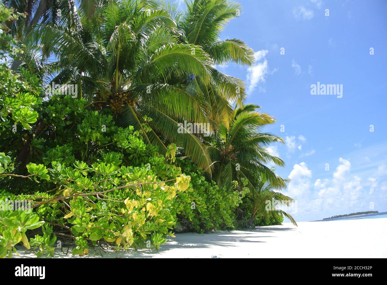 Palmiers aux Maldives Banque D'Images