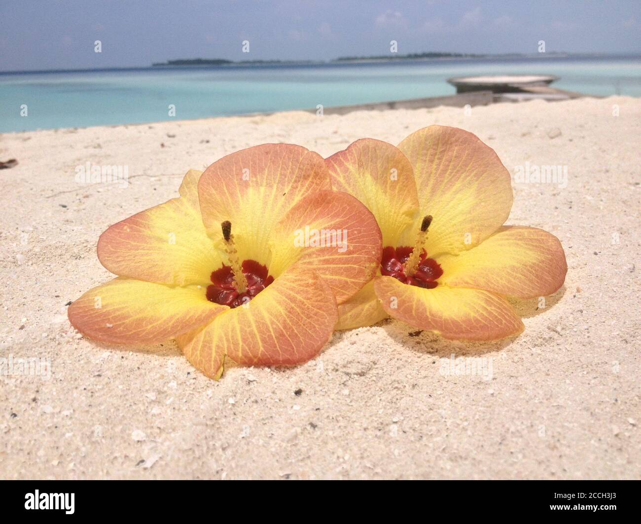 Fleurs aux Maldives Banque D'Images