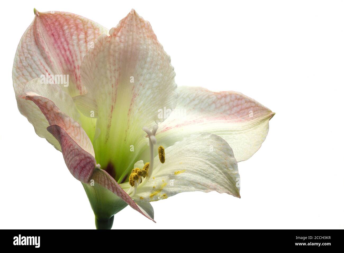 Une fleur d'Amaryllis (Amaryllidaceae) blanche et rose en fleur isolée un arrière-plan blanc Banque D'Images